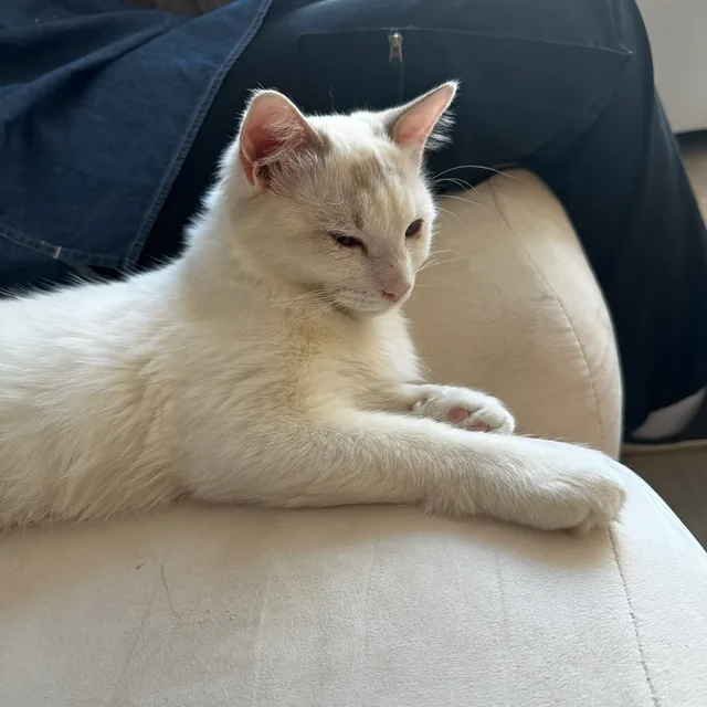 애옹