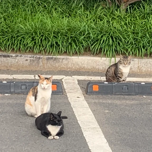 군밤