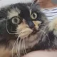 야옹