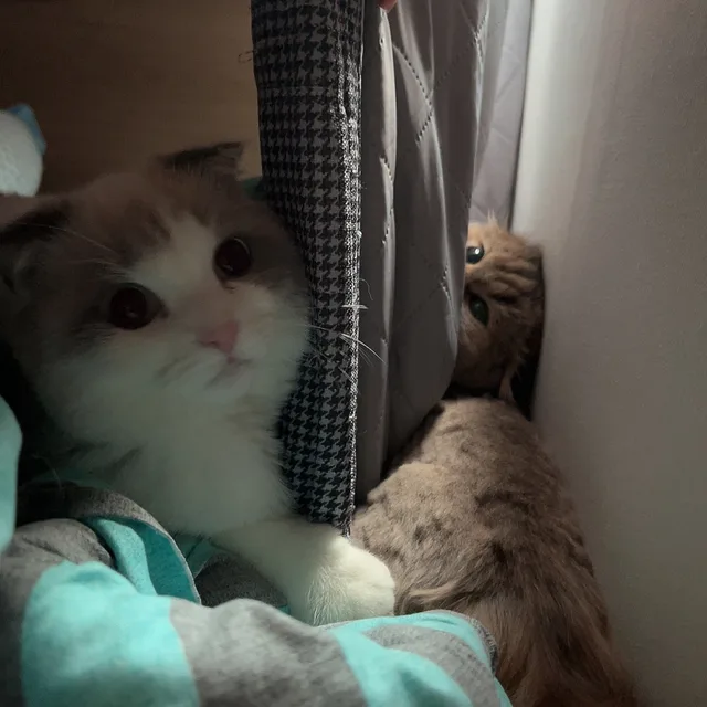 이브바다네