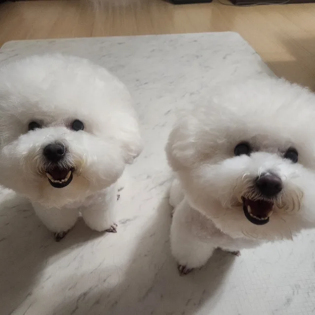 현아반이초승이