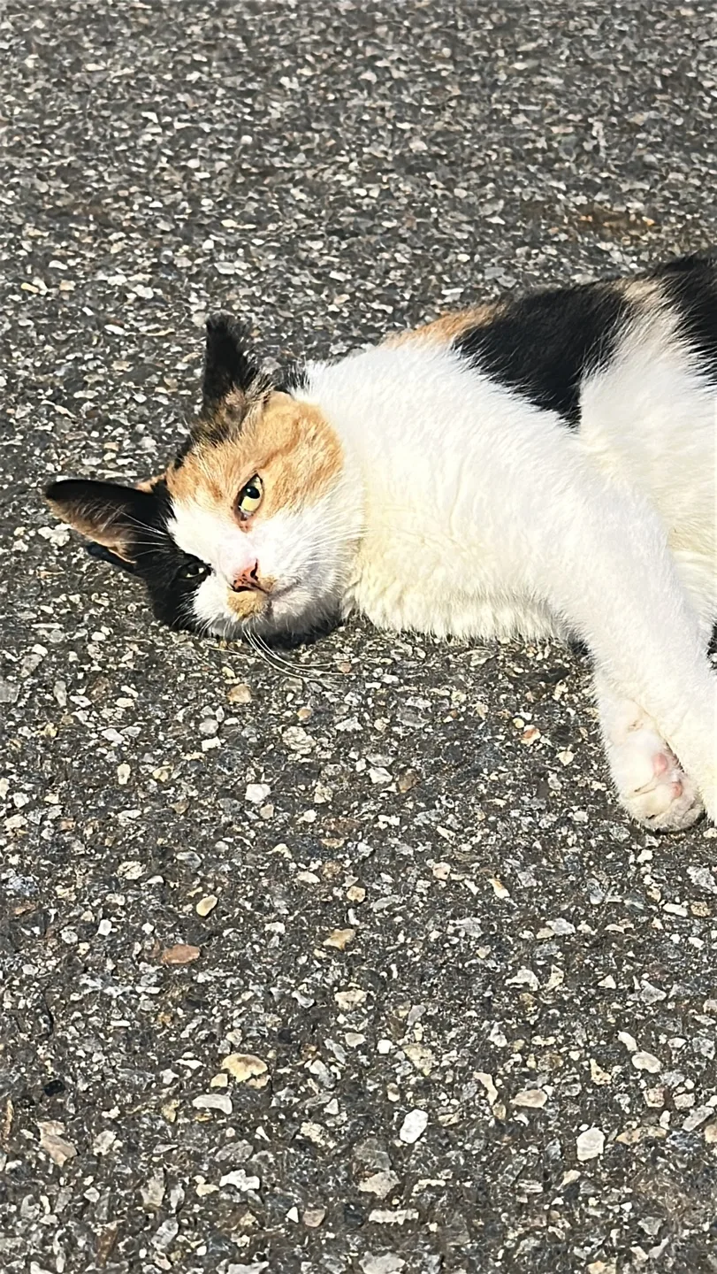 햇님