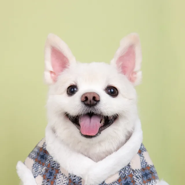 우오아왕
