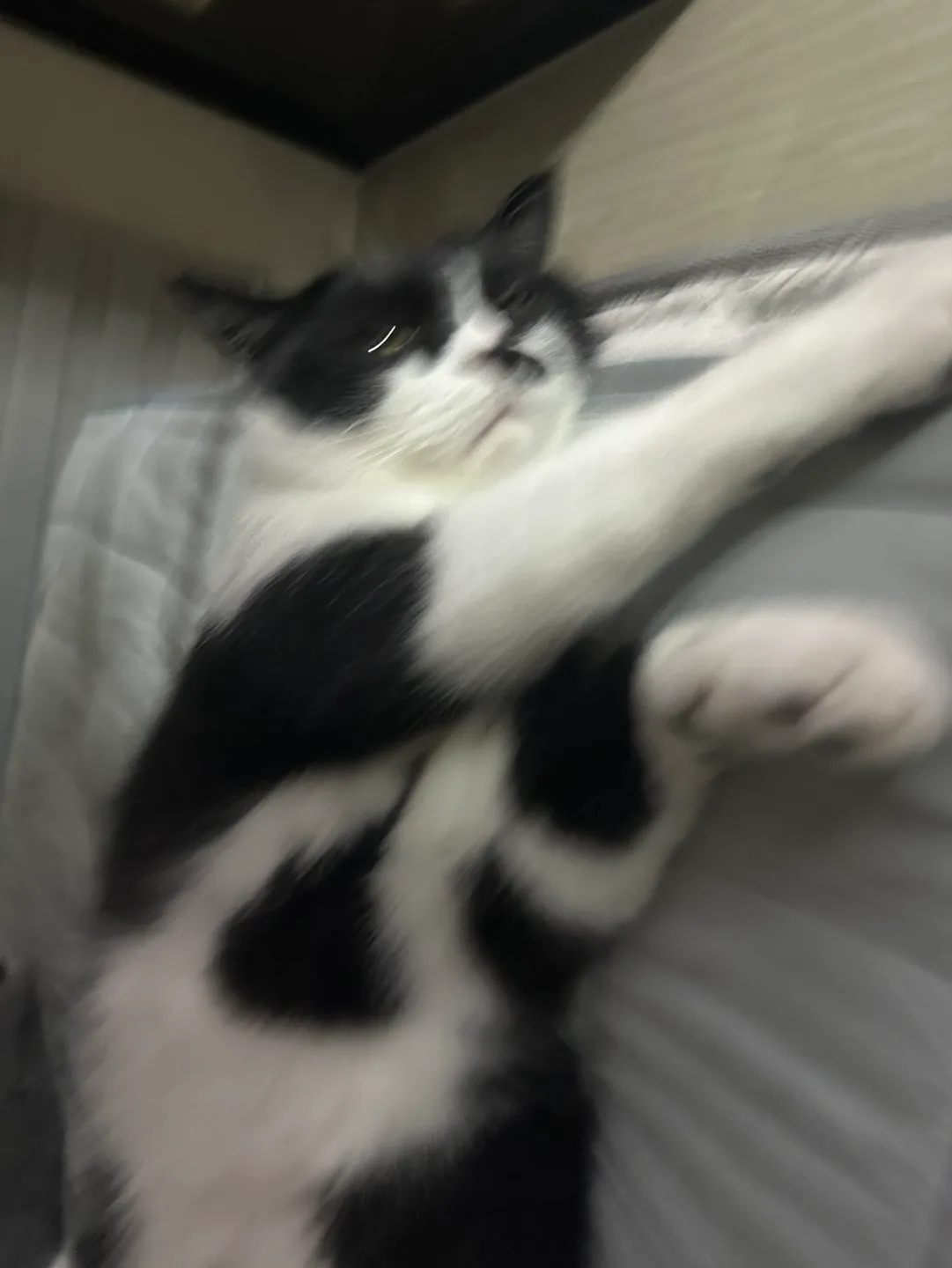 냥훅