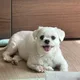 자두네