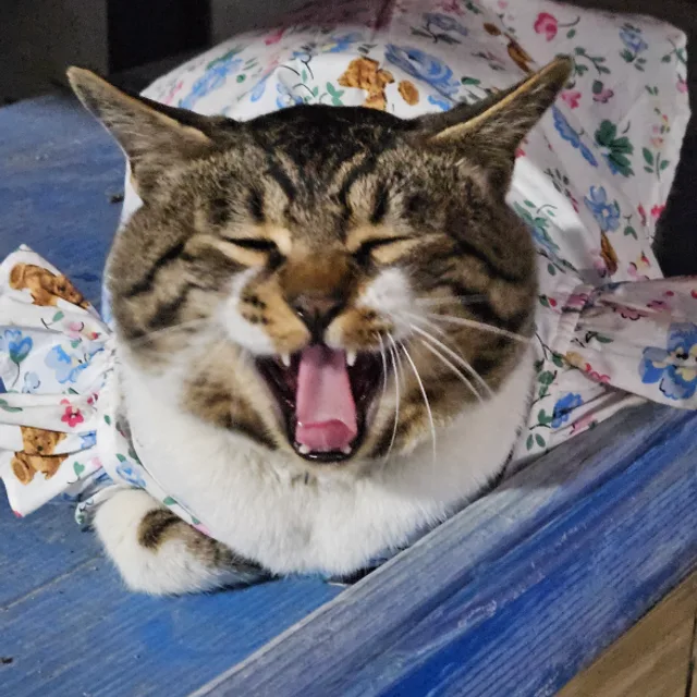 정리쟁이