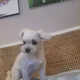 땡벌