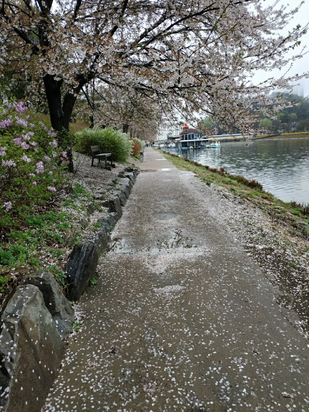 당근조아