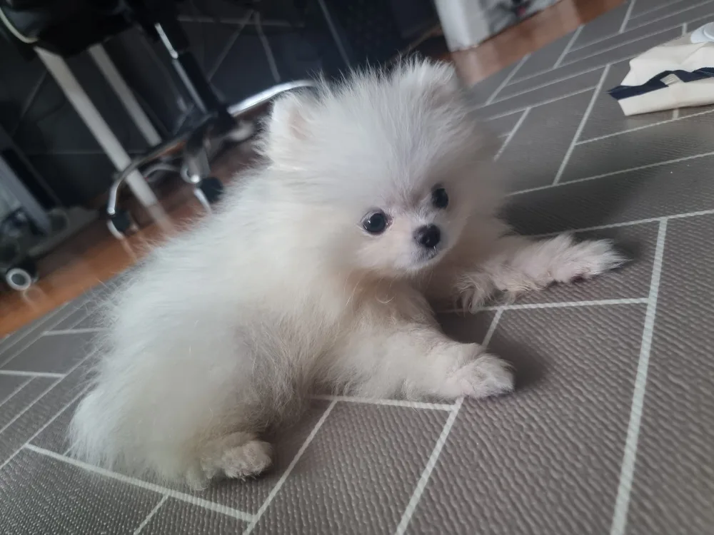쥬시쿨