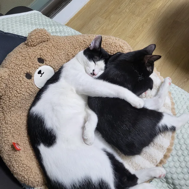 봄향기
