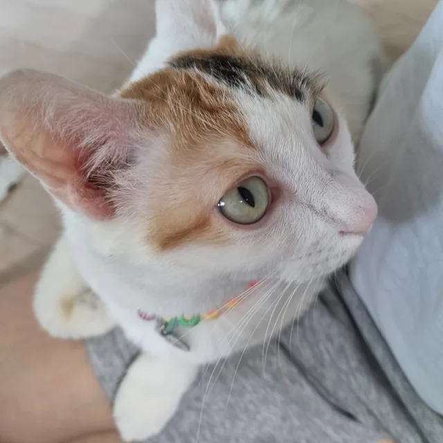 lily15