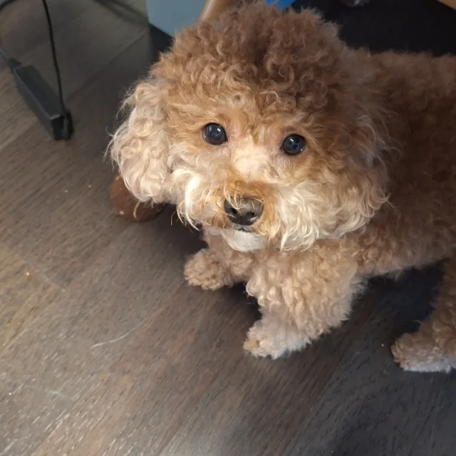 건빠합체