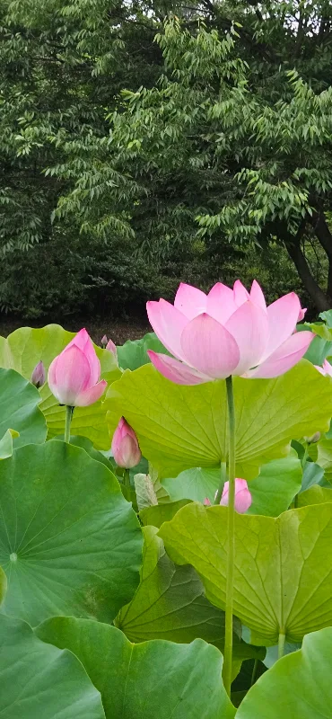 봉황