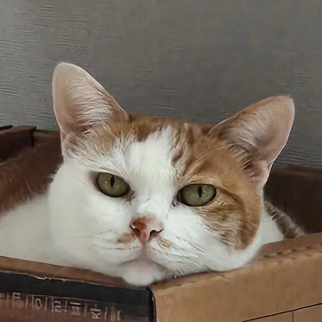 시코보