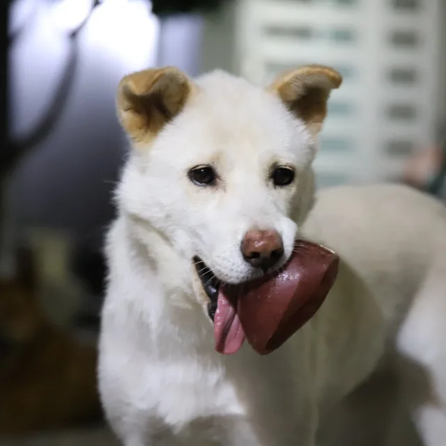 ko