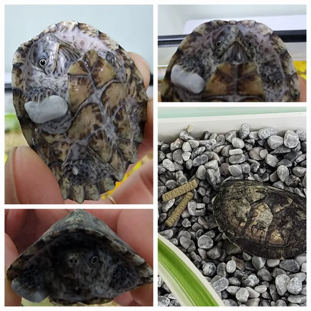 복이들엄마