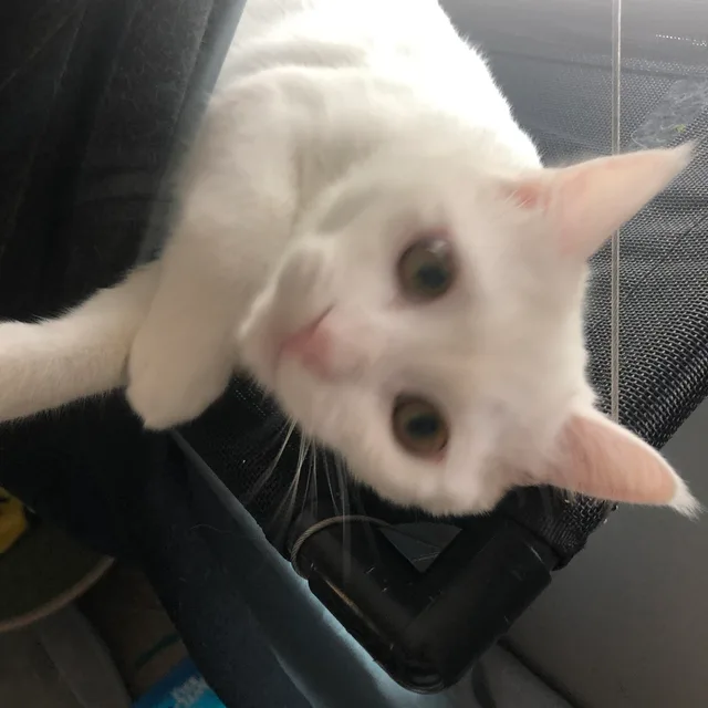 또못살게구네