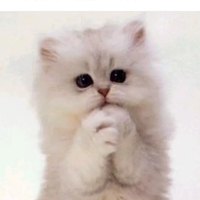 후리지아