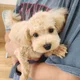 보니