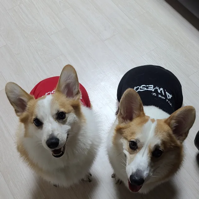 용원코기