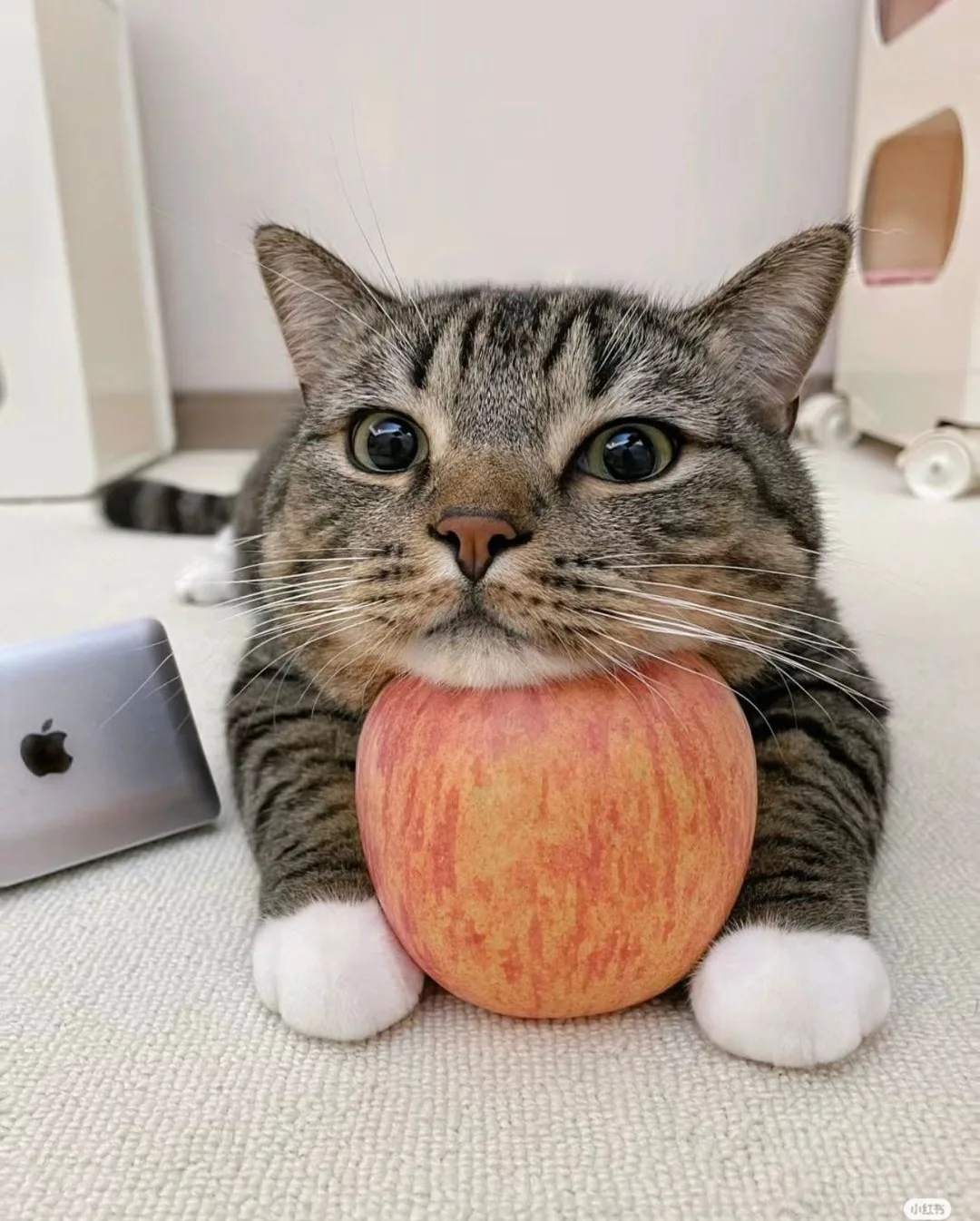 라라