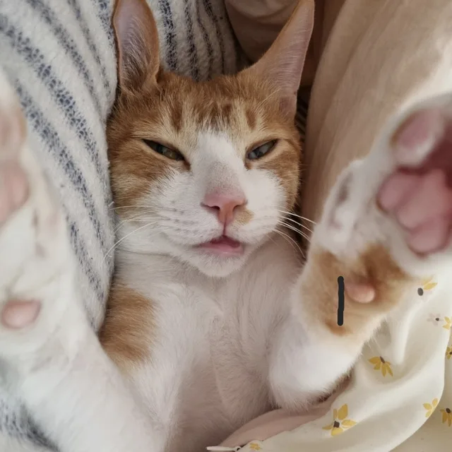 홍식이