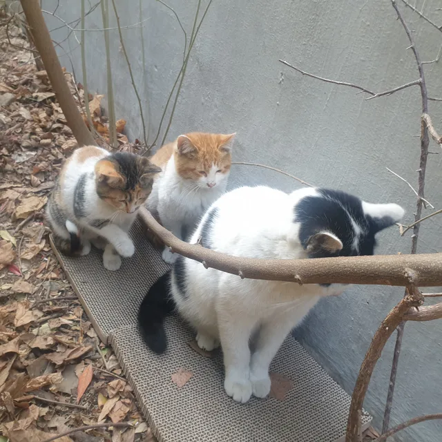 도도네집