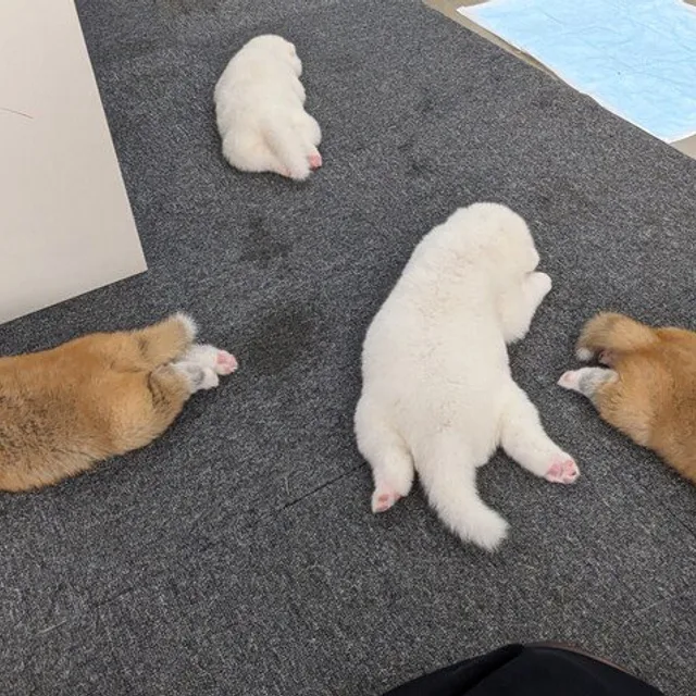 멍멍이