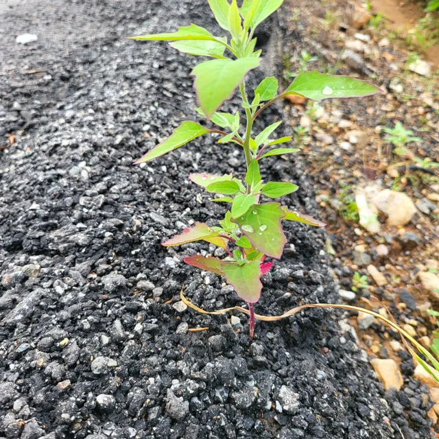 산드래미