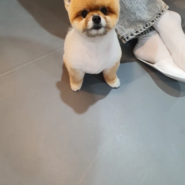 마성의똔또니