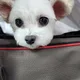 사랑이