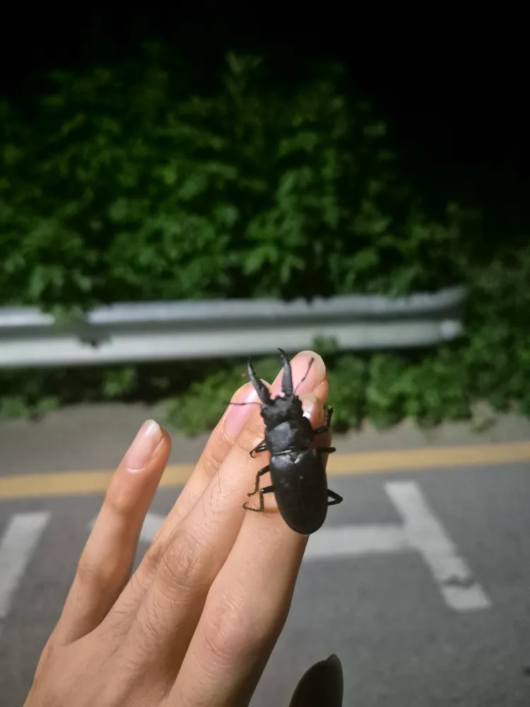 양파