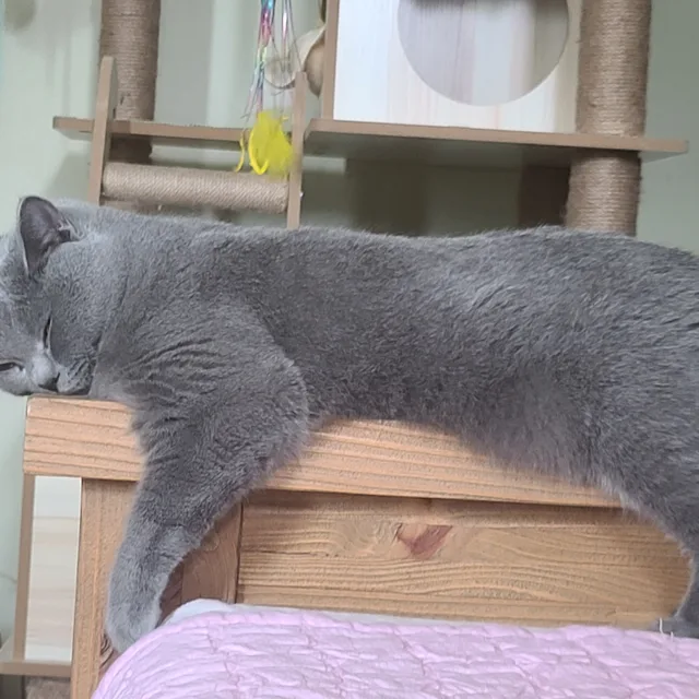 시골언니