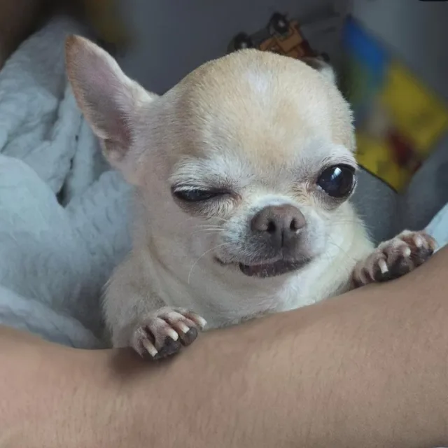 치와와
