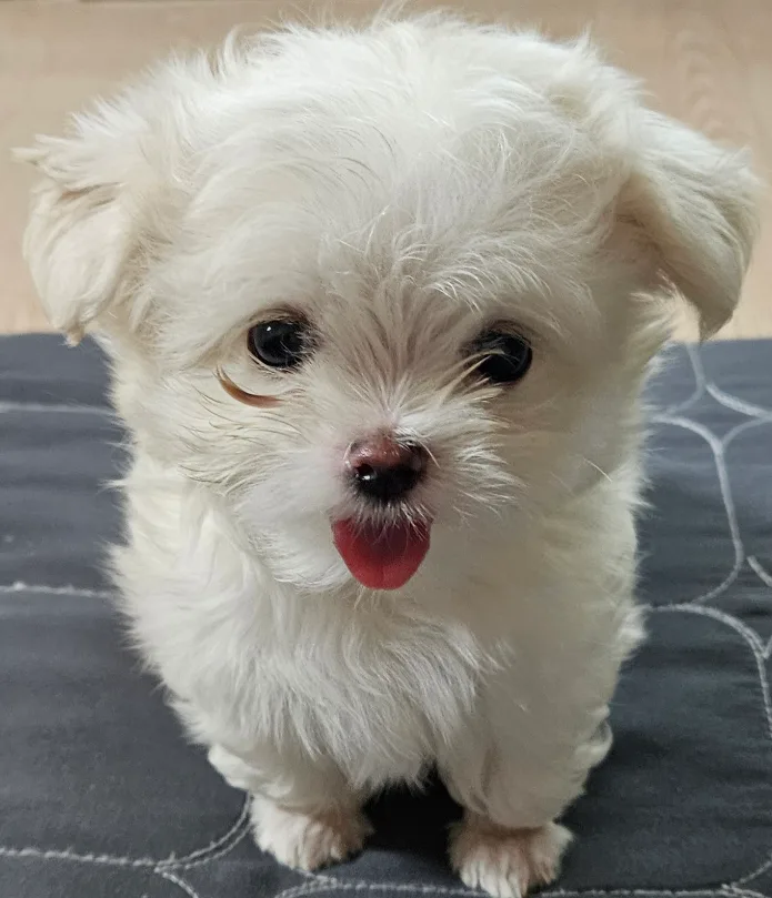 소풍