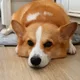 코기