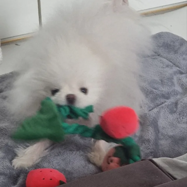 롱이