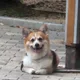 깐죽이는웰시