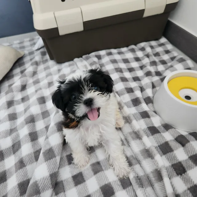 킹까루