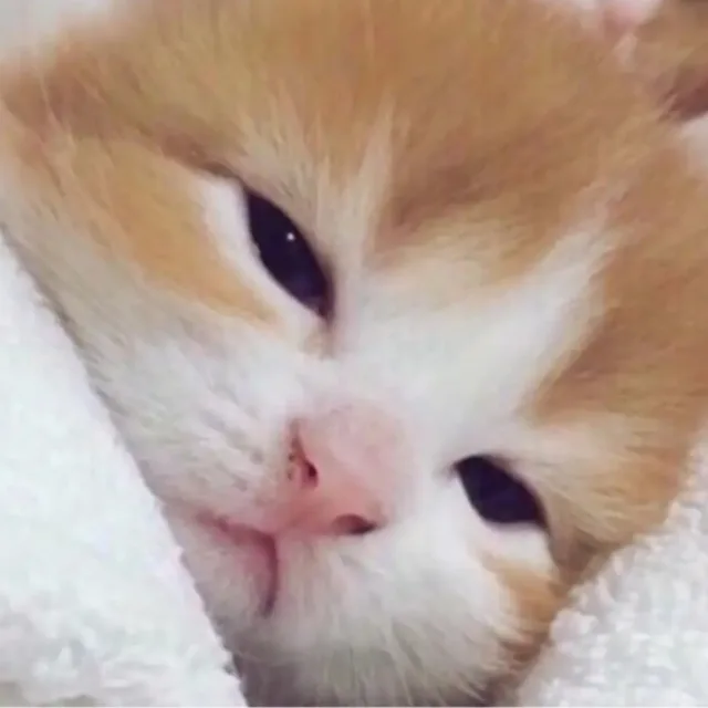 배츄트럭