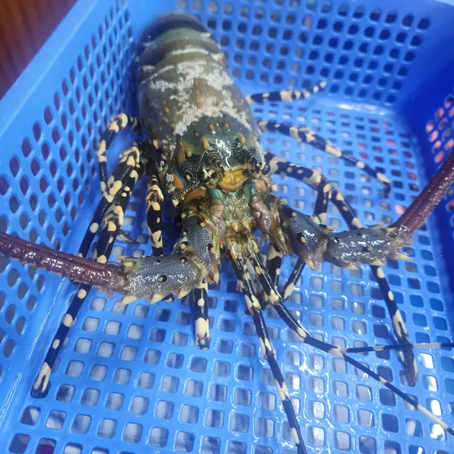 옥찌밥값