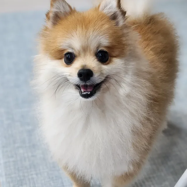 당수동꿀주먹