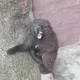 나훈아