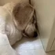 롭다