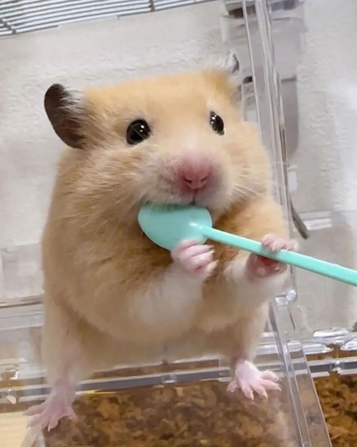 햄수터