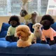 살구바비마리