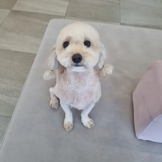 캐리