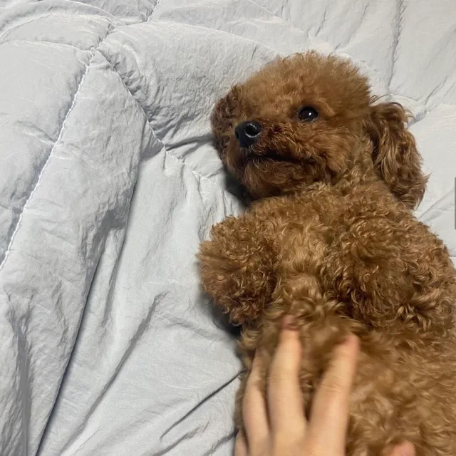 김상연