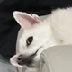 하이뽀