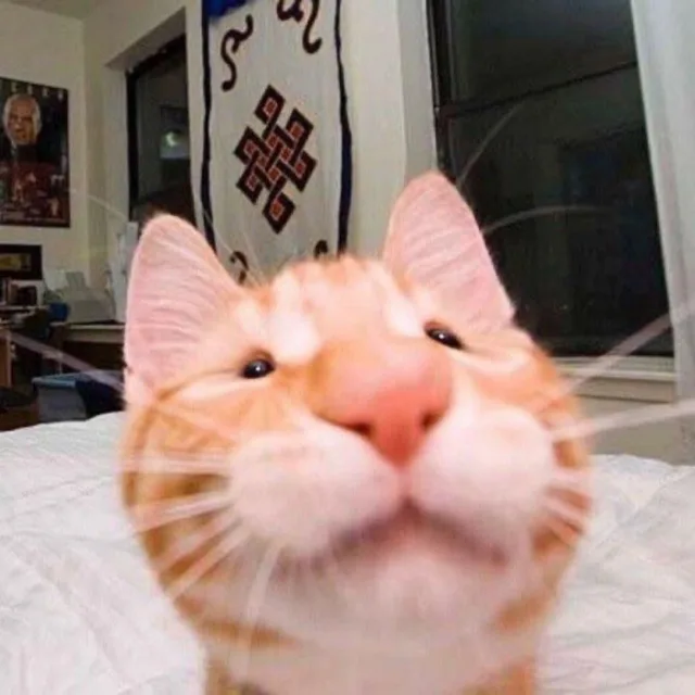 감자